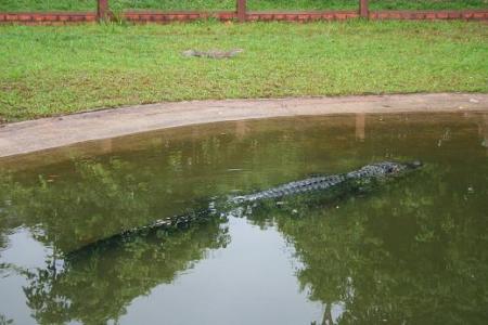 crocodile